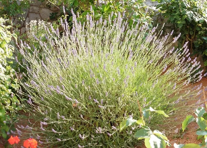Biserka